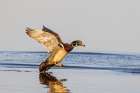 Wood duck male landing in wetland, Marion County, Illinois. Art Print